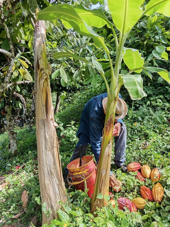 Recolección de cacao a mano en la finca